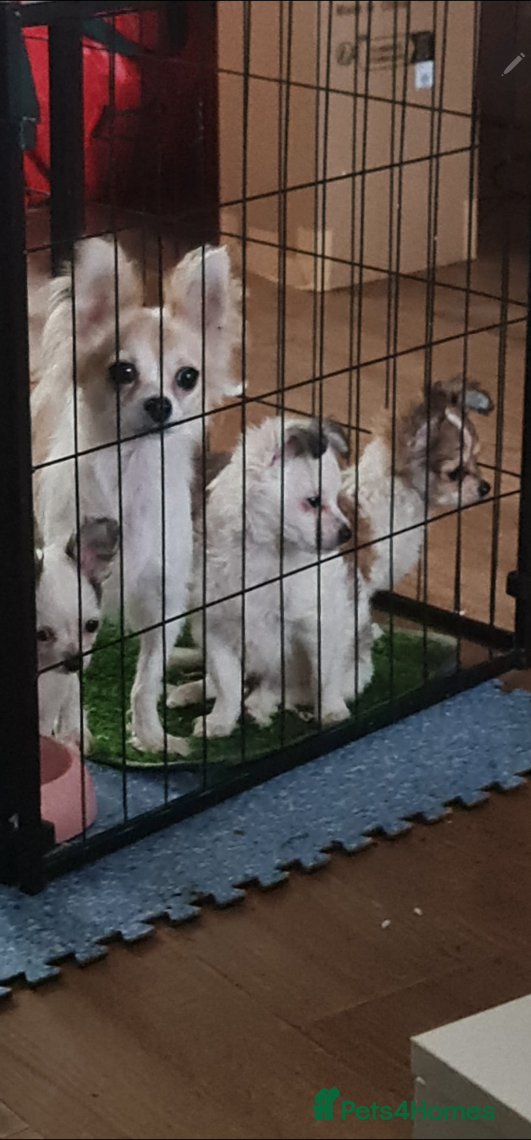 Chihuahua dogs for sale: Chihuahua for sale  - Advert 9