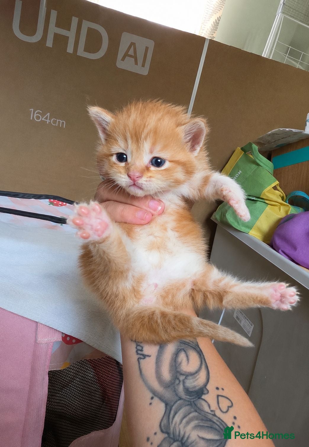 Maine Coon cats 3 Maine Coon Kittens Available  - Advert 15