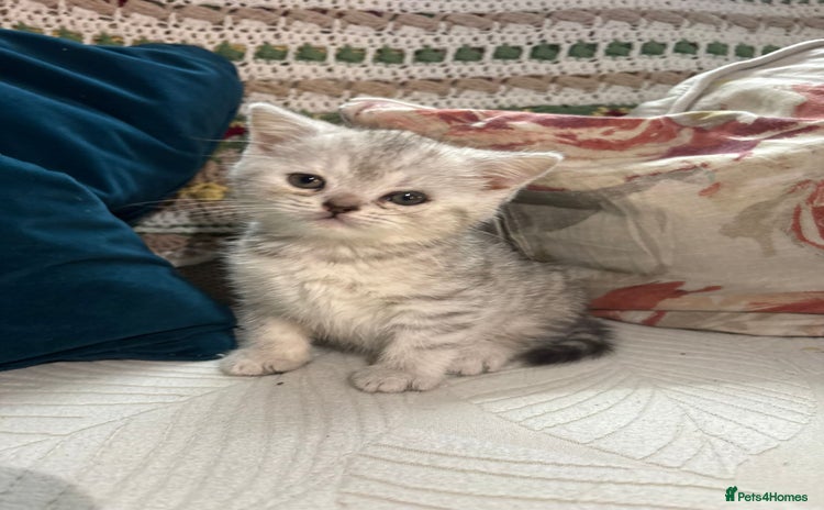 British Shorthair cats - Advert 3