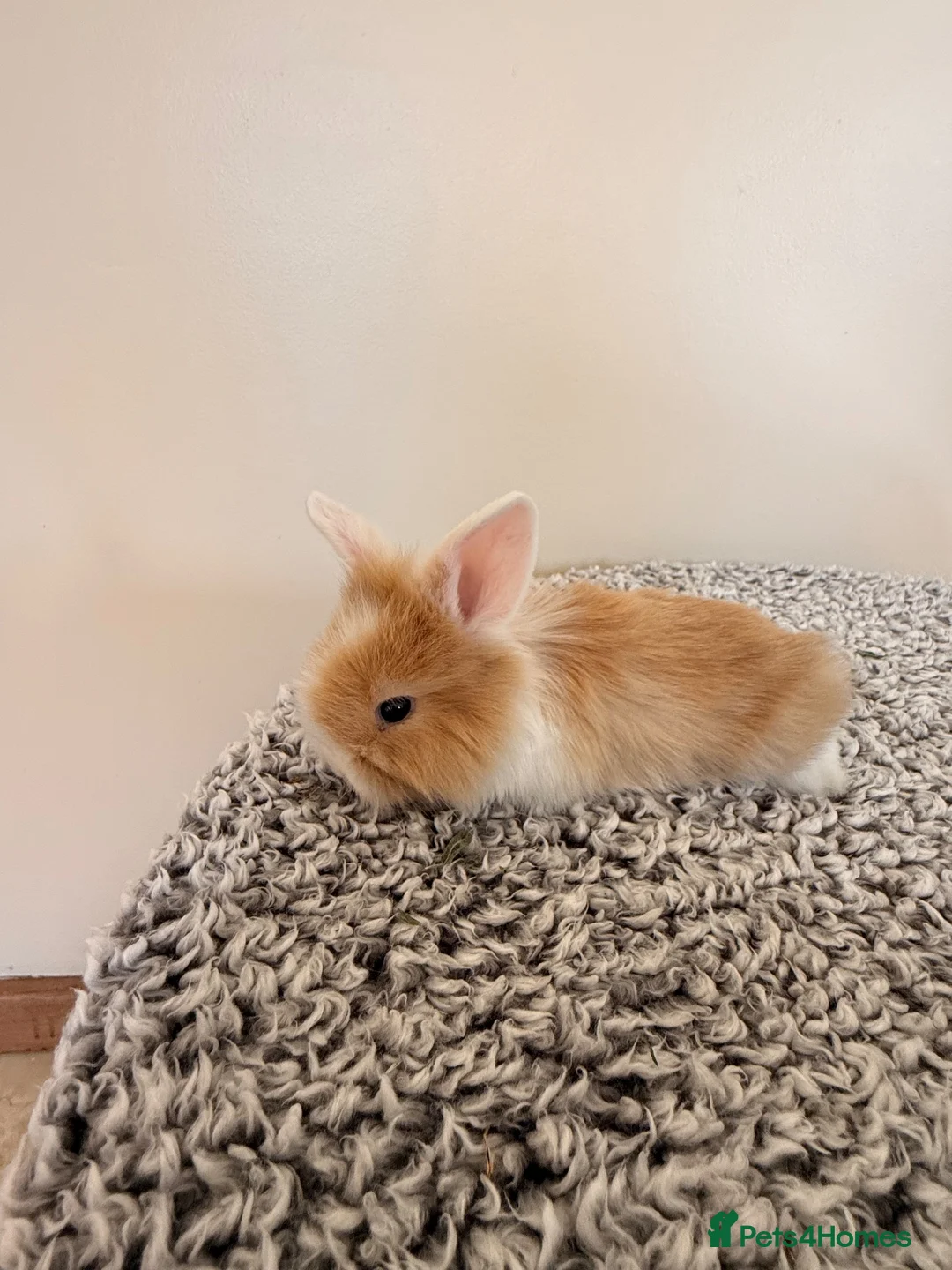 Mini Lion Lop rabbits for sale: Two girls left  - Advert 7