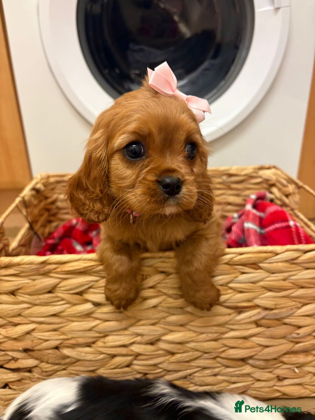 Cavalier King Charles Spaniel dogs for sale: Beautiful Cavalier King Charles babies ❤️ - Advert 36