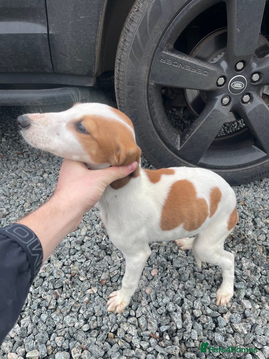 Mixed Breed dogs for sale: Pure saluki-greyhound puppies  - Advert 9