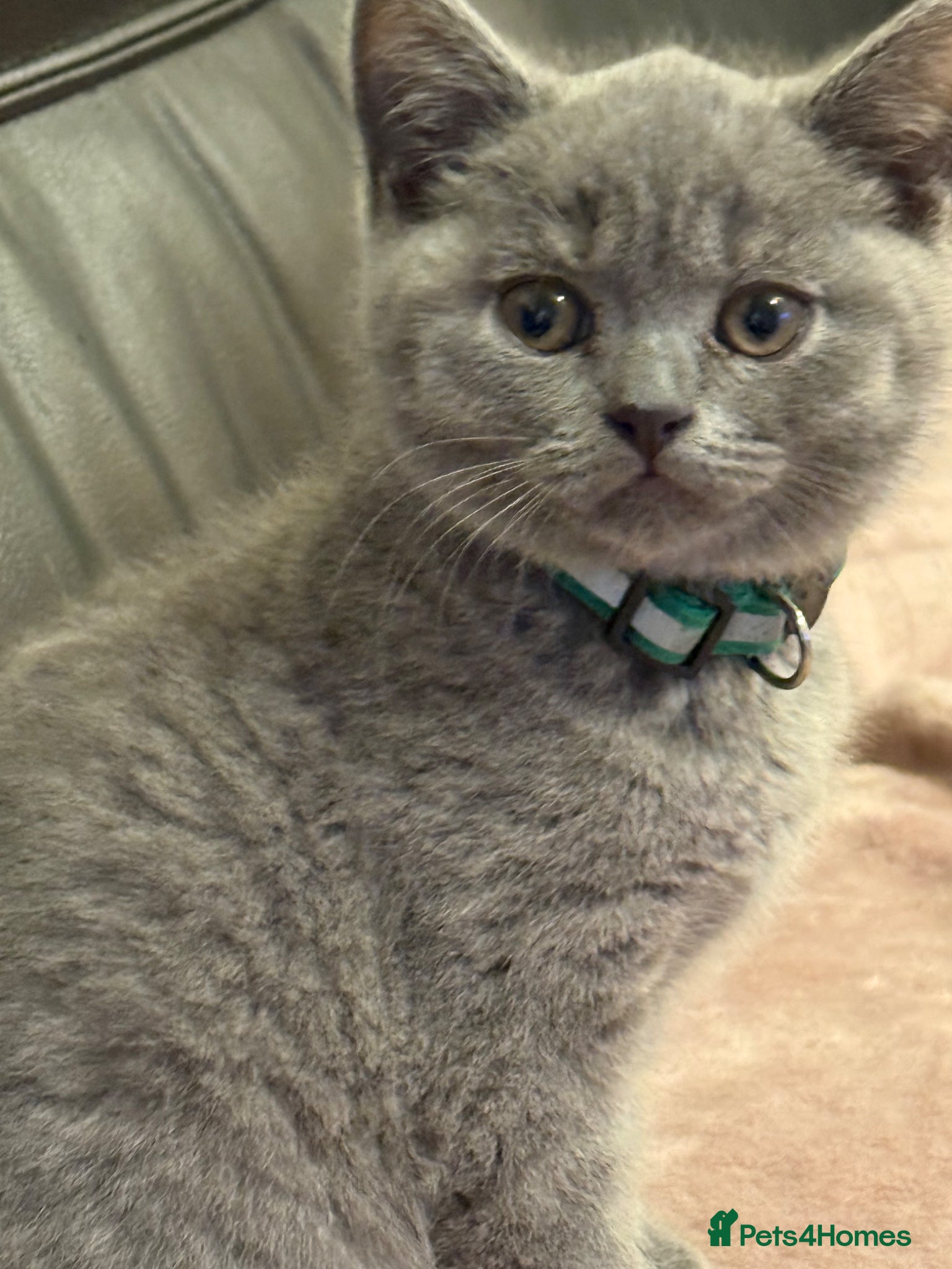 British Shorthair cats Beautiful Lilac British Shorthair kittens for sale - Advert 1