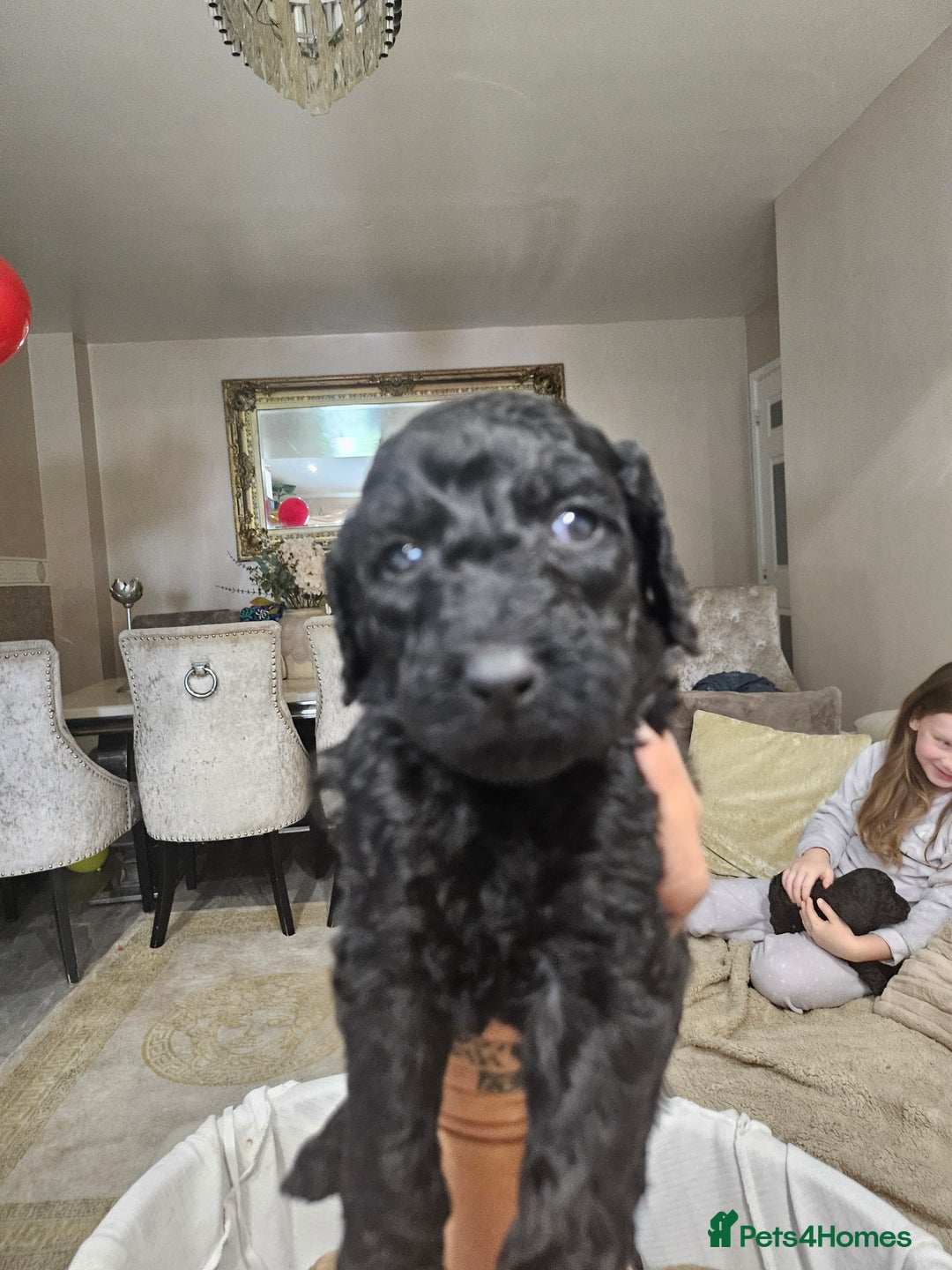 Standard Poodle dogs for sale: Stunning 5* Standard chunky poodle puppies 🐶  - Image 39