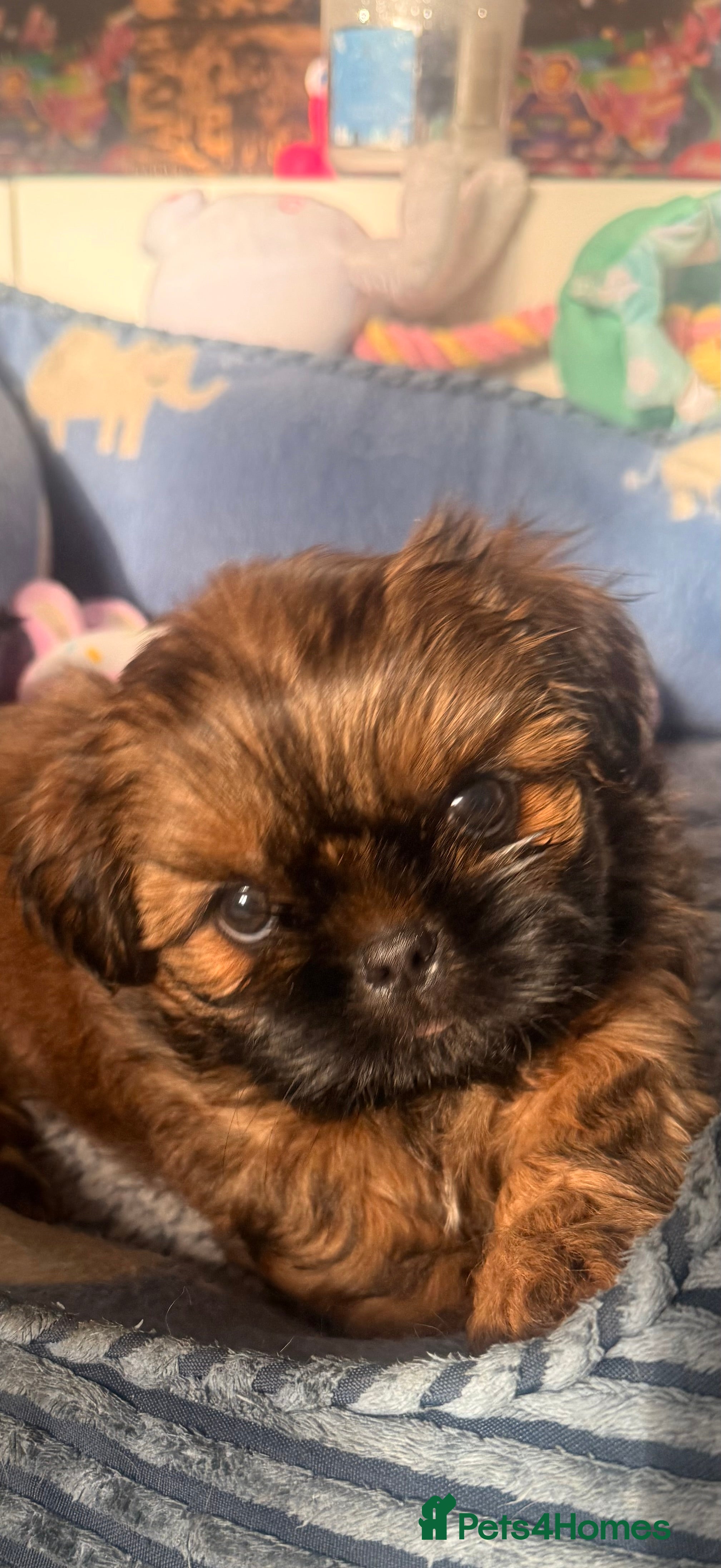 Shih Tzu dogs 🩷 QUALITY SHIH TZU PUPPIES 🩷 - Advert 2