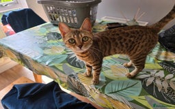 Bengal cats for sale: Half bengal female cat - Image 6