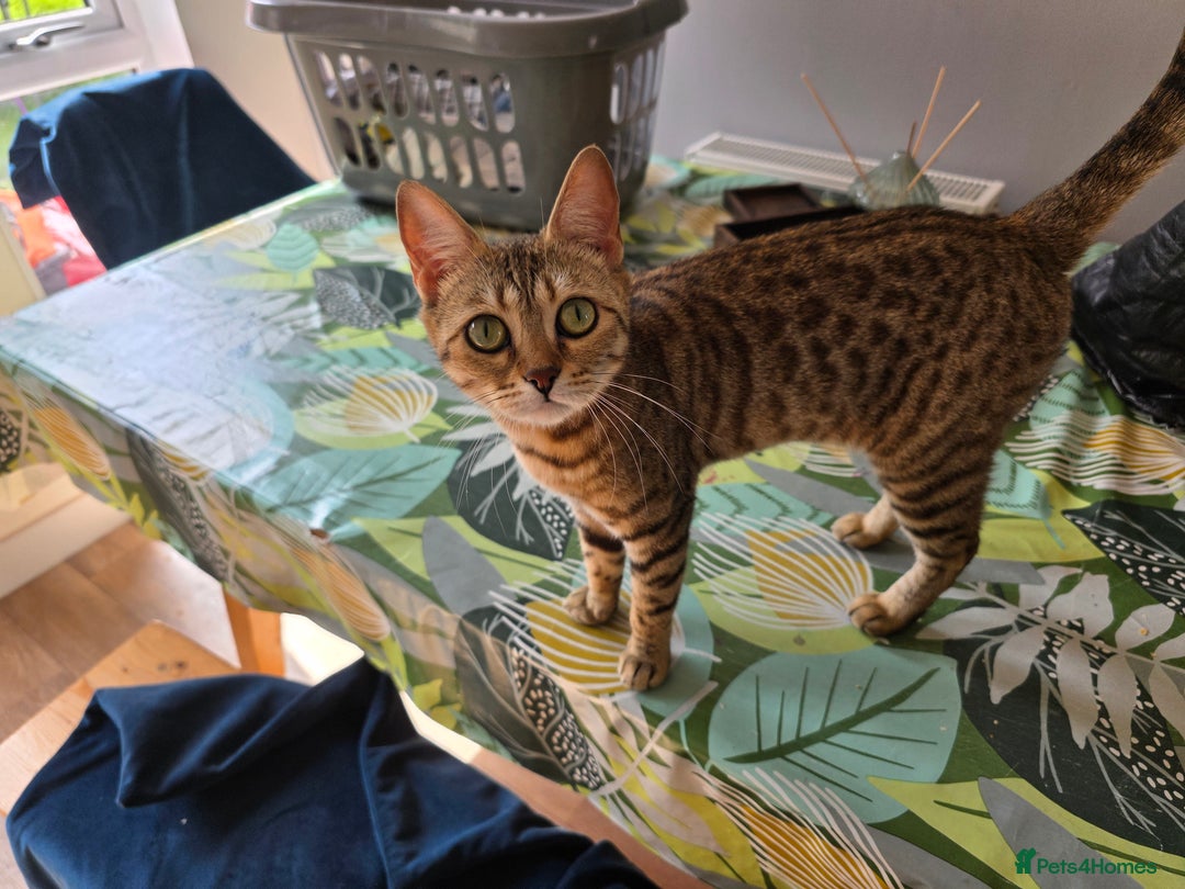 Bengal cats for sale: Half bengal female cat - Image 6