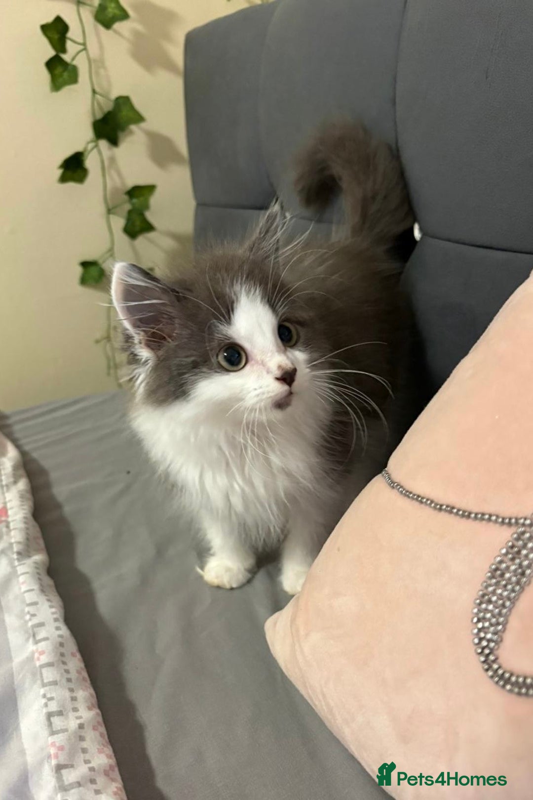 Ragdoll cats for sale: Ragdoll cross British Shorthair Kitten - Advert 7