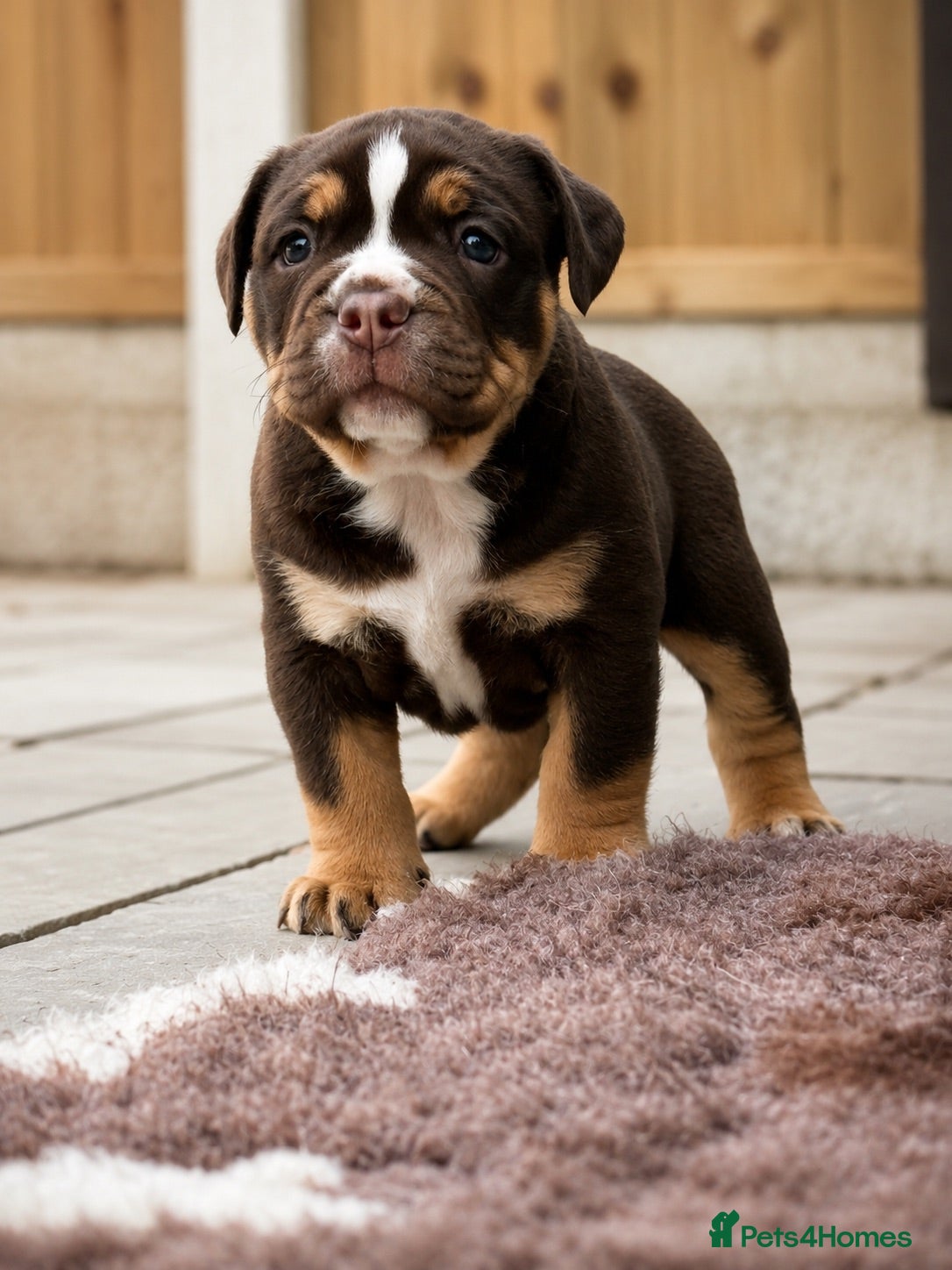 Olde English Bulldogge dogs QUALITY BRED OLDE ENGLISH BULLDOGGE - Advert 5