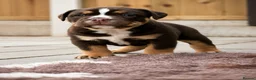 Olde English Bulldogge dogs for sale: QUALITY BRED OLDE ENGLISH BULLDOGGE - Advert 1