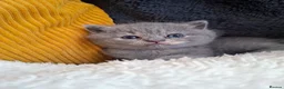 British Shorthair cats for sale:  100% Pedigree chunky BSH kittens - Advert 31
