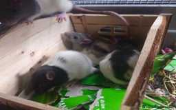 Rat rodents for sale: 4 Rat Brothers 🐁  - Image 4