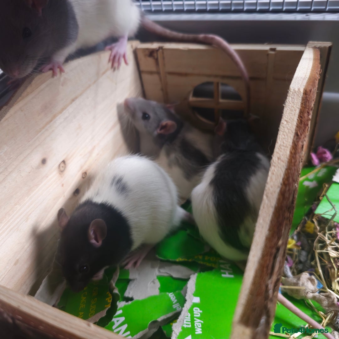 Rat rodents for sale: 4 Rat Brothers 🐁  - Image 4