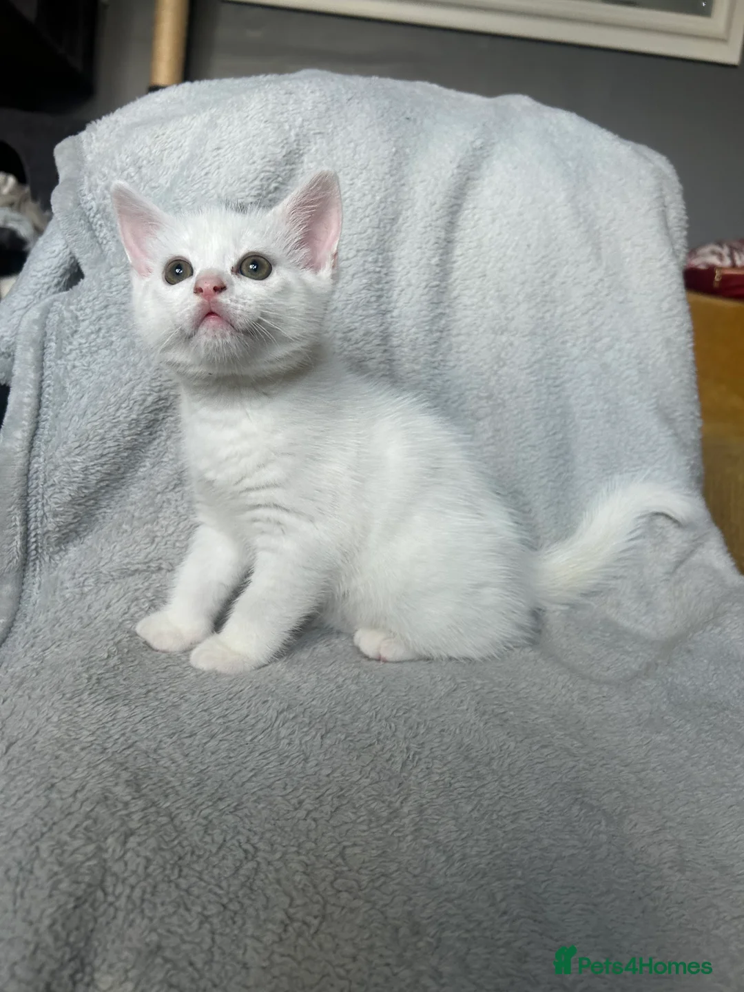 British Shorthair cats for sale: Pair of BSH boys ready in one week  - Advert 2