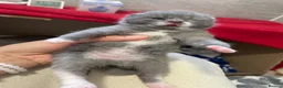 Scottish Fold cats for sale: 3 Scottish Fold kittens  - Advert 2