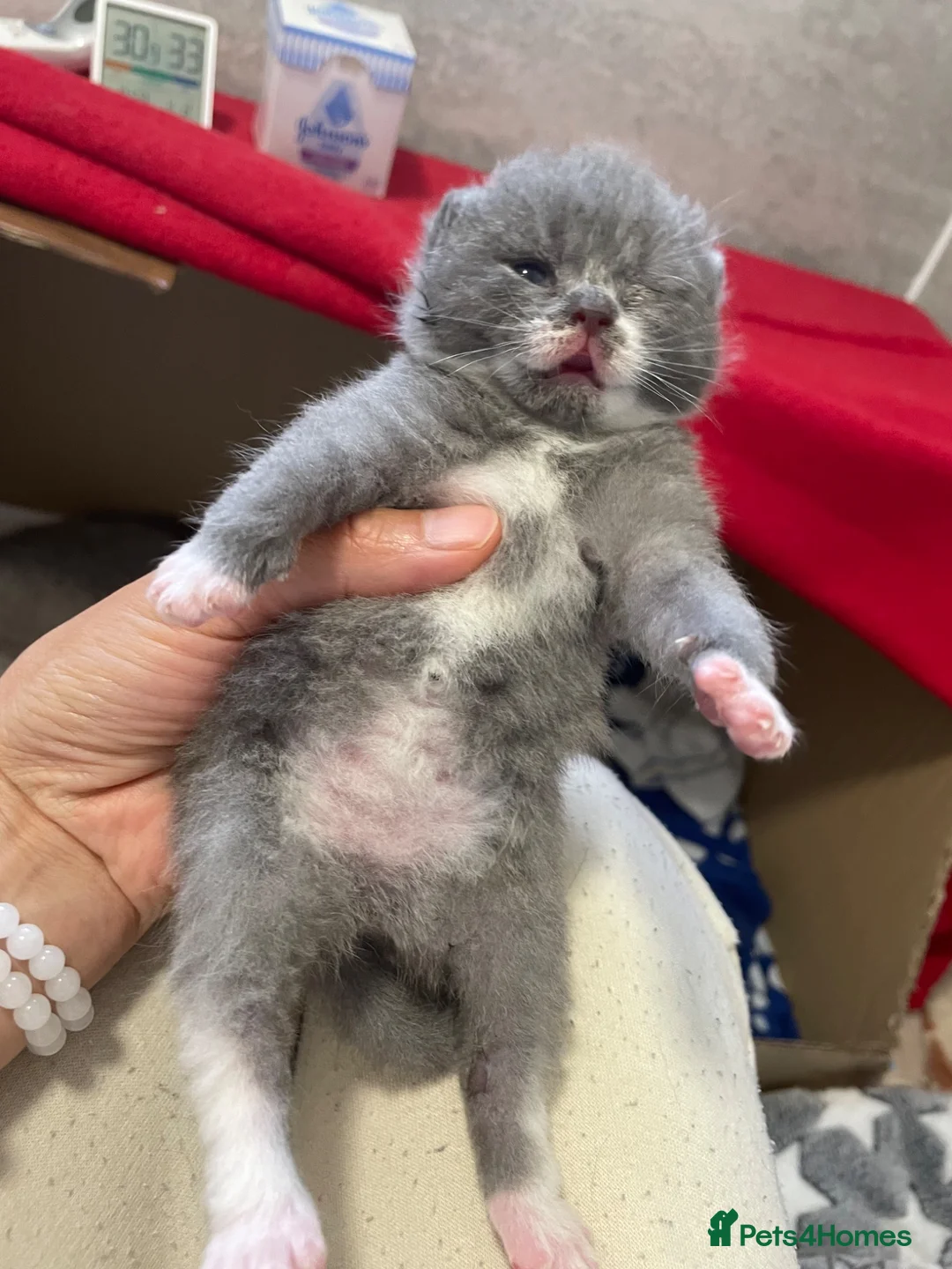 Scottish Fold cats for sale: 3 Scottish Fold kittens  - Advert 2
