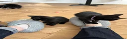 Mixed Breed cats for sale: 3 girls are looking for a home - Advert 12