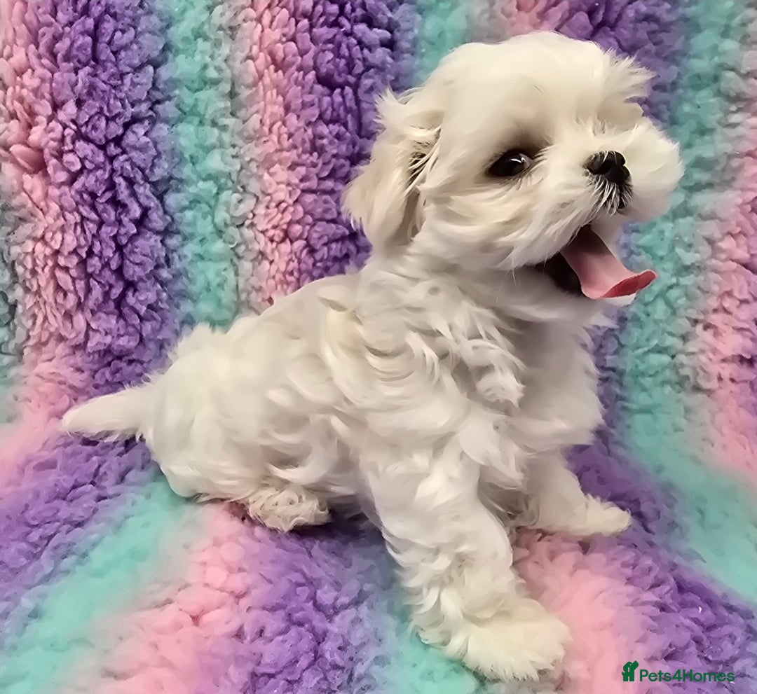 Maltese dogs for sale: FULL KOREAN KC REGISTERED MALTESE PUPIES - Image 9