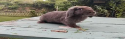 Mixed Breed rabbits for sale: Mixed breed £70 each - Advert 2
