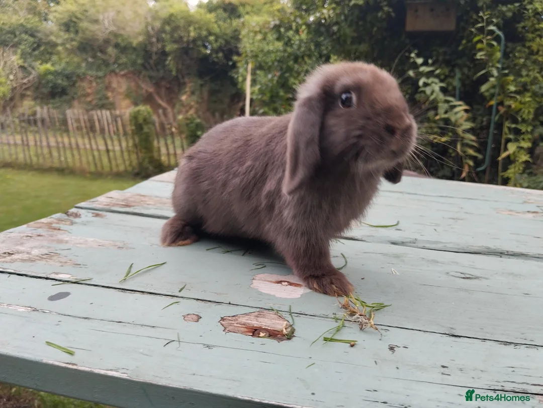 Mixed Breed rabbits for sale: Mixed breed £70 each - Advert 2