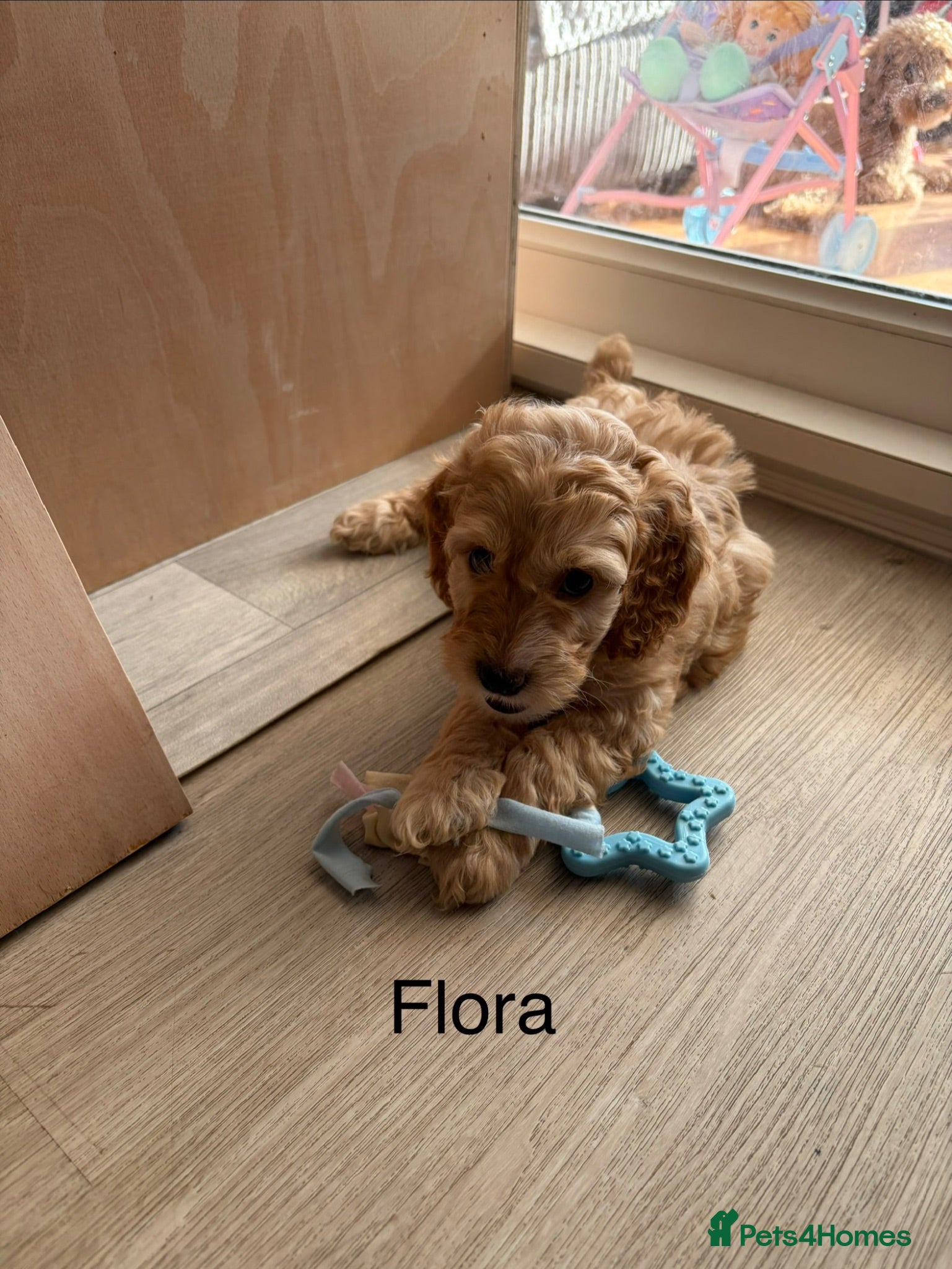 Cockapoo dogs Beautiful F2 Cockapoos  - Advert 3