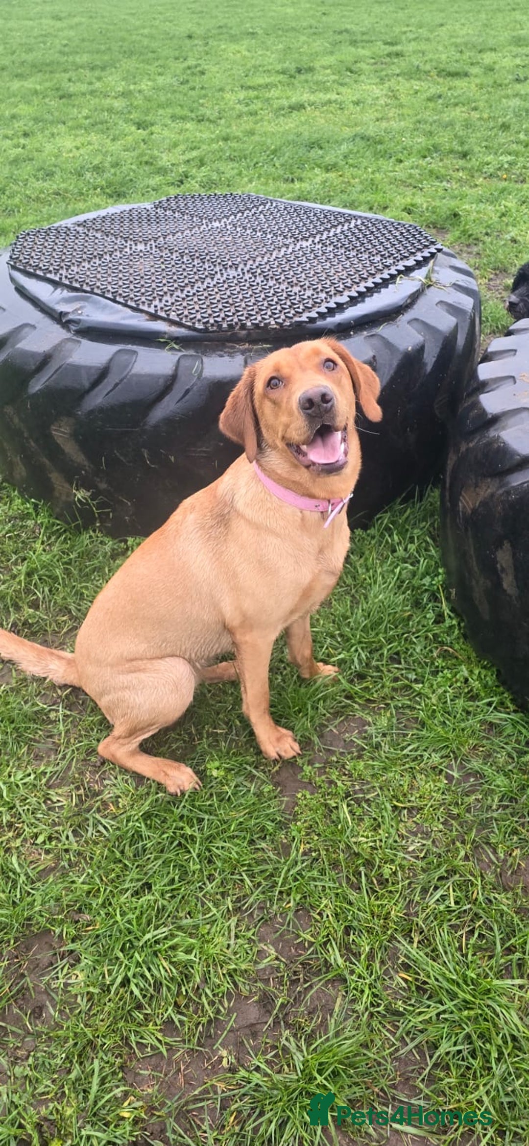 Labrador Retriever dogs for sale: Rosie - red fox lab - Advert 3