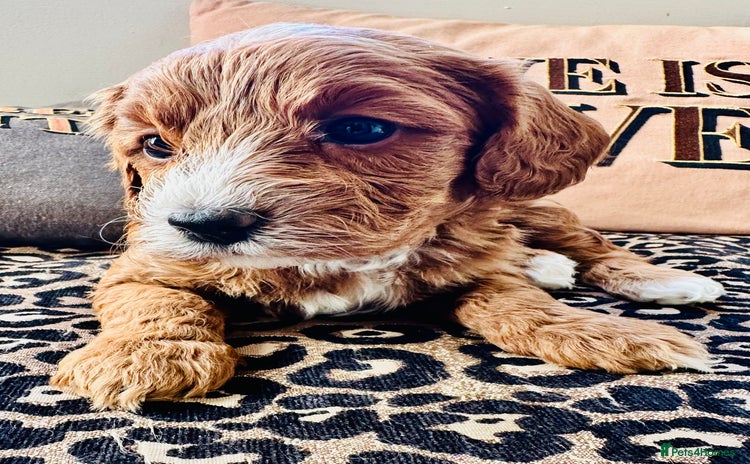 Cavapoo dogs - Advert 12