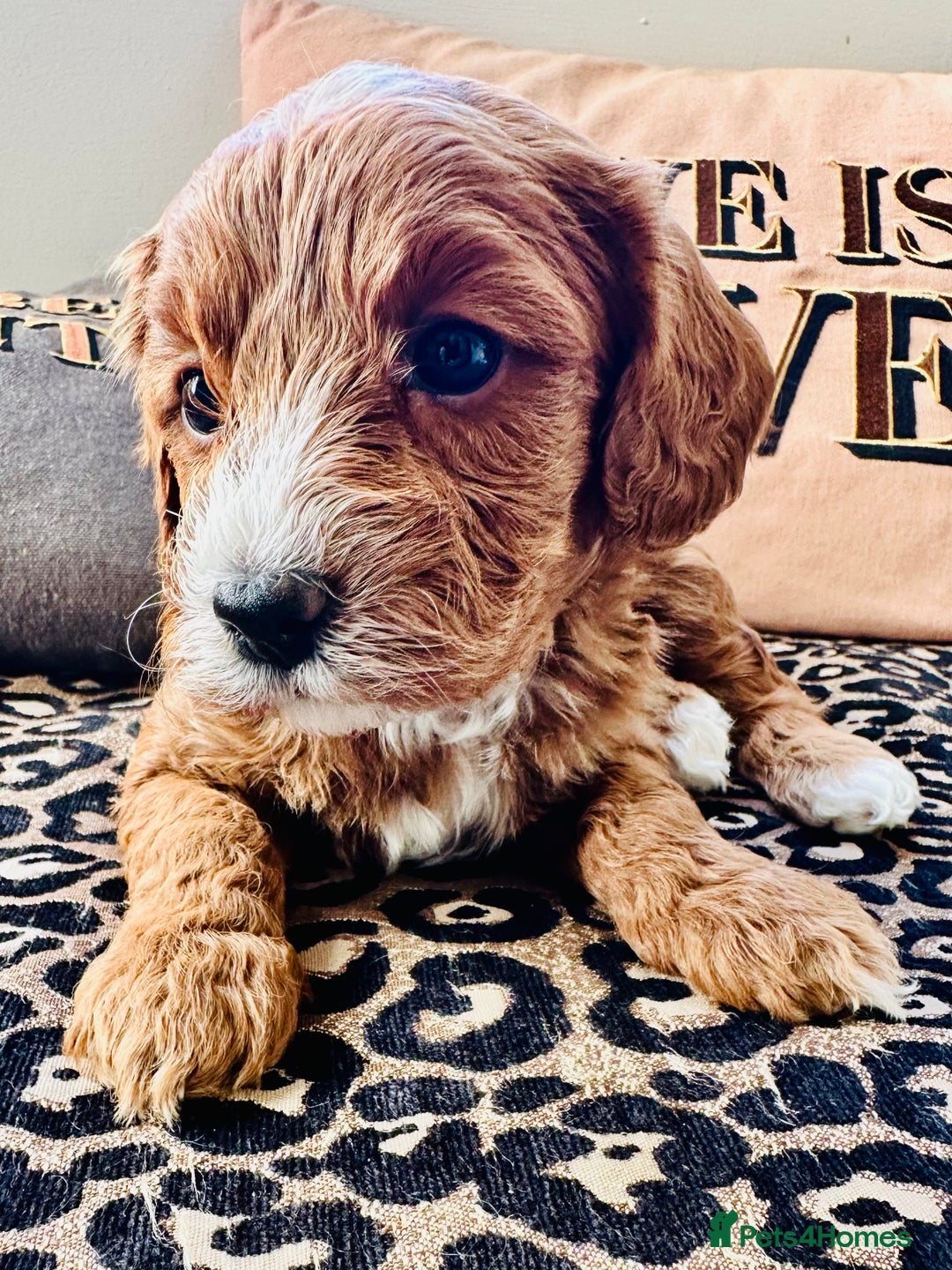 Cavapoo dogs for sale: Gorgeous Cavapoo puppies from family home  - Image 1