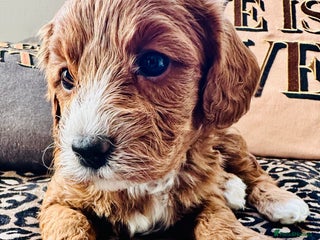 Cavapoo dogs - Advert 13