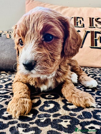 Cavapoo dogs - Advert 10