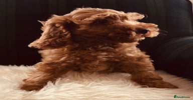 Cockapoo dogs - Advert 8