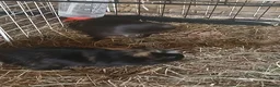 Guinea Pig rodents for sale: Baby Boar Guinea Pigs for Sale - Advert 2