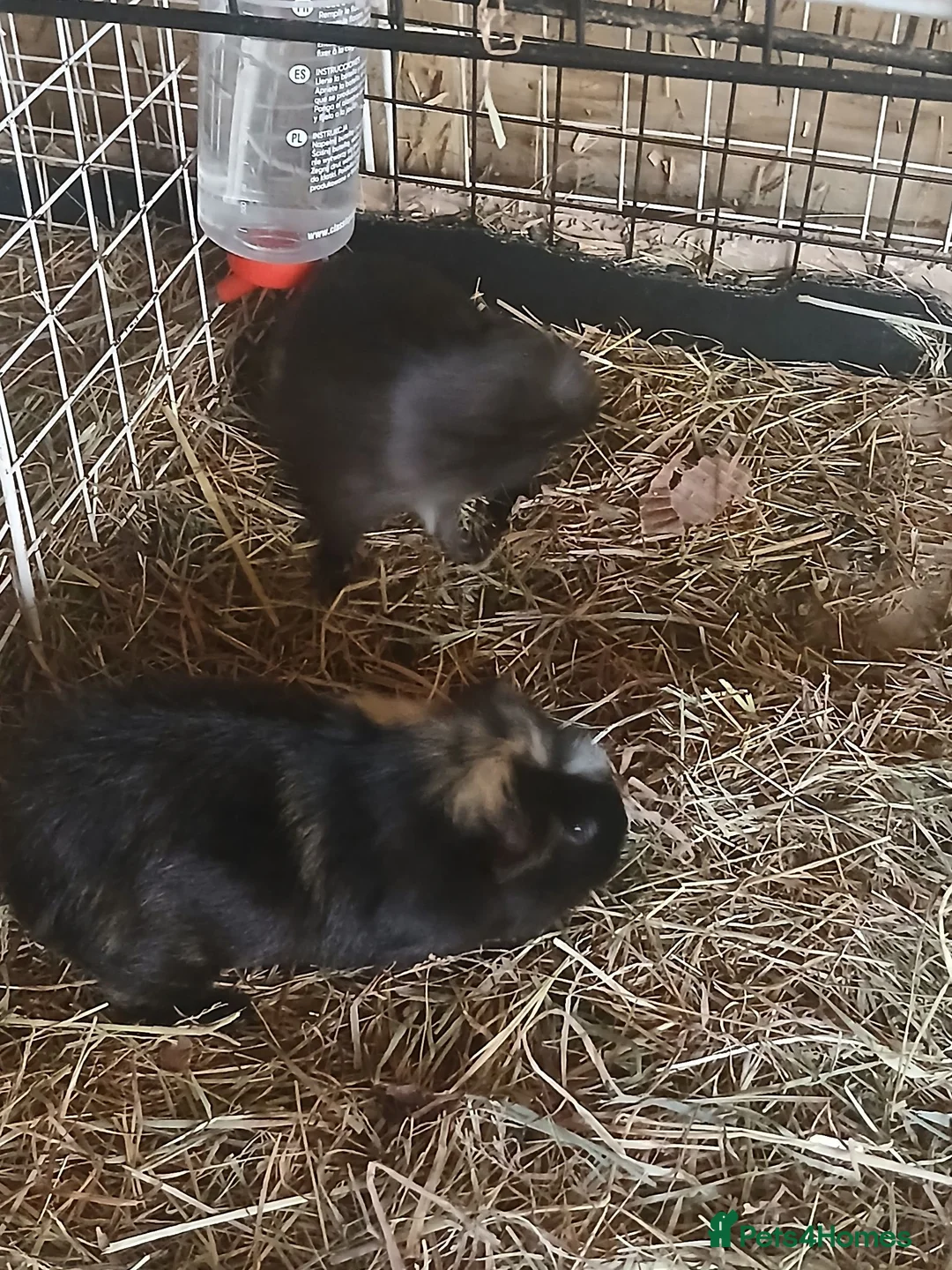 Guinea Pig rodents for sale: Baby Boar Guinea Pigs for Sale - Advert 2