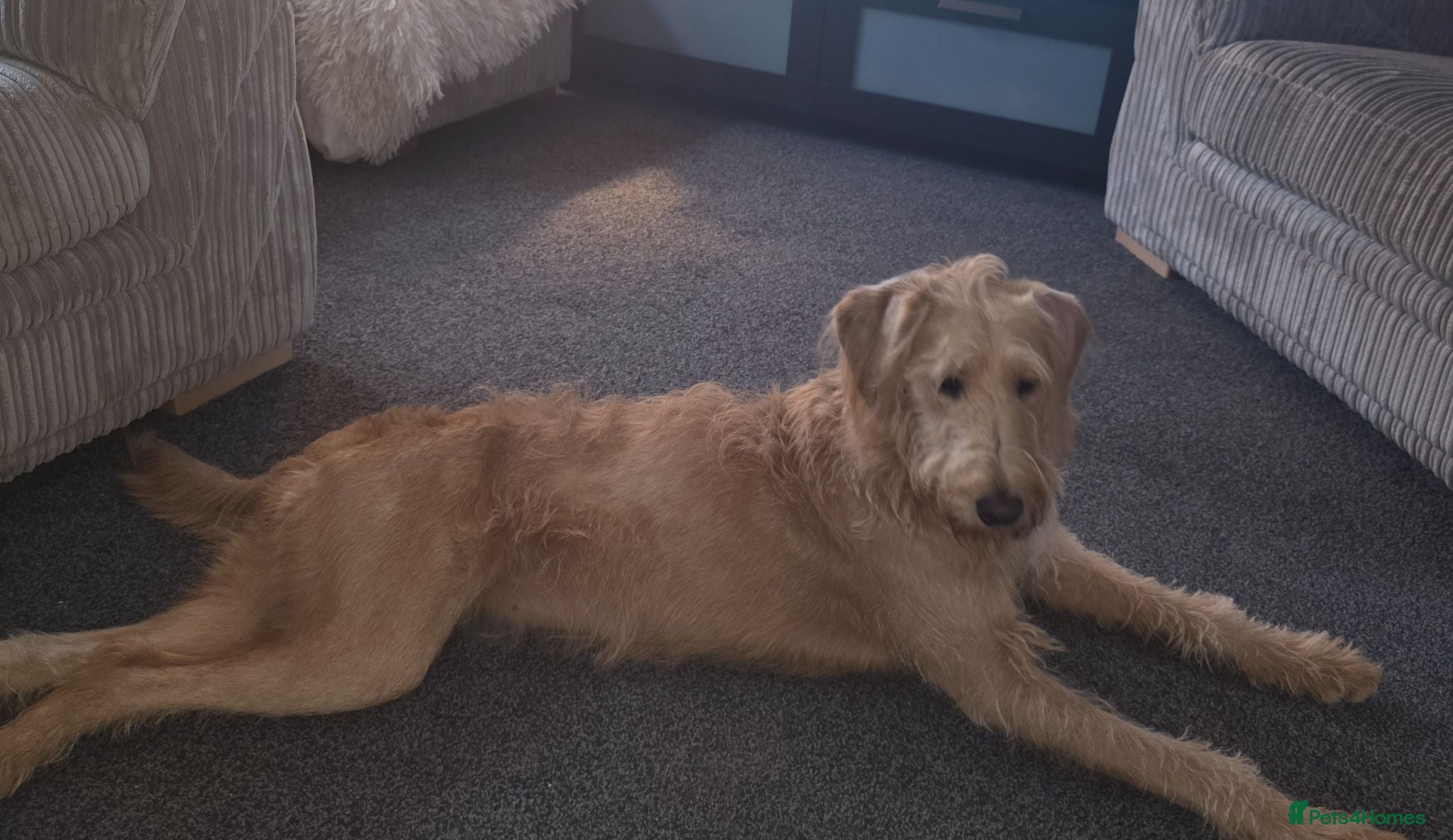 Labradoodle dogs PRIM F1 LABRADOODLE - Advert 1