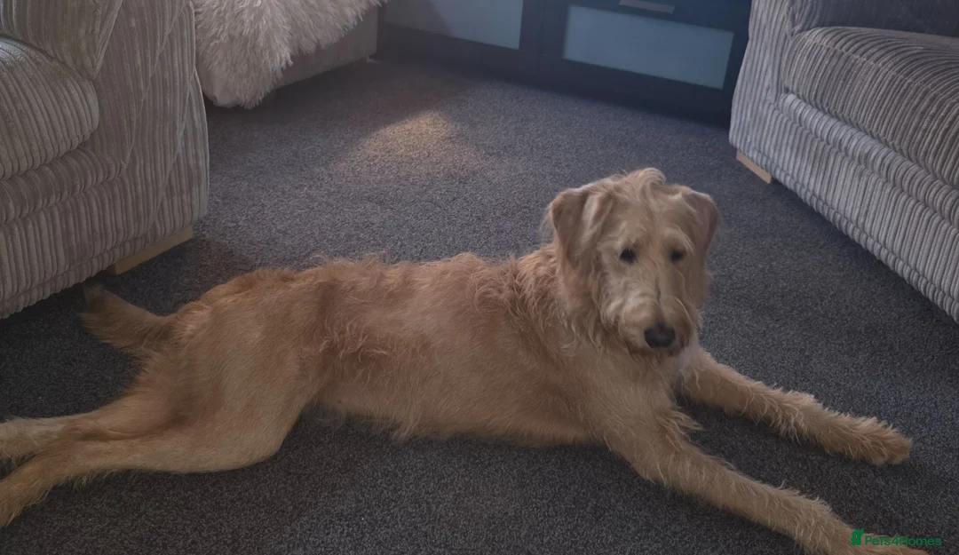 Labradoodle dogs for sale: PRIM F1 LABRADOODLE - Advert 1