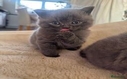 British Shorthair cats for sale: GCCF chunky blue British shorthair kittens😻🐾 - Image 10