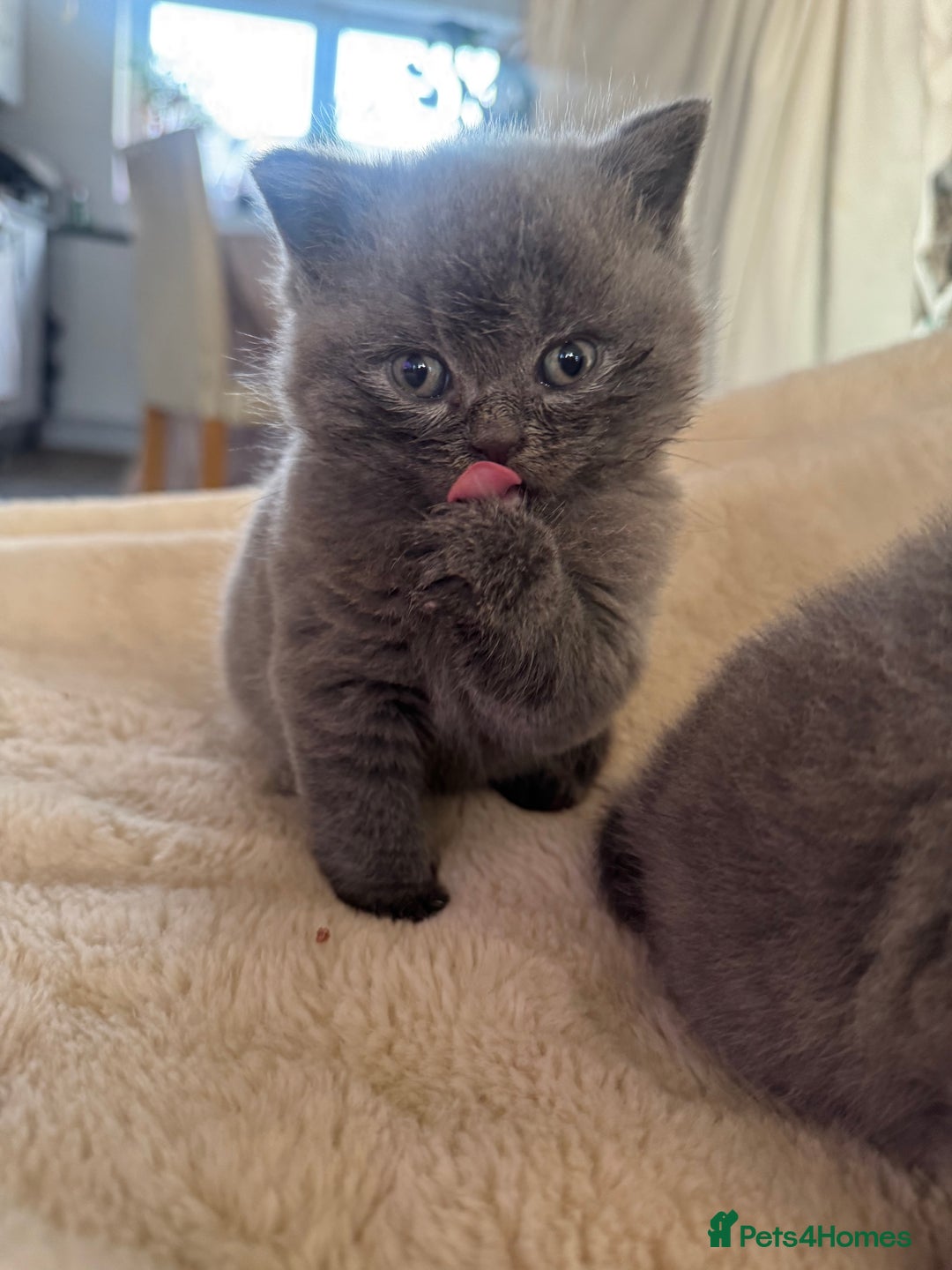 British Shorthair cats for sale: GCCF chunky blue British shorthair kittens😻🐾 - Image 10