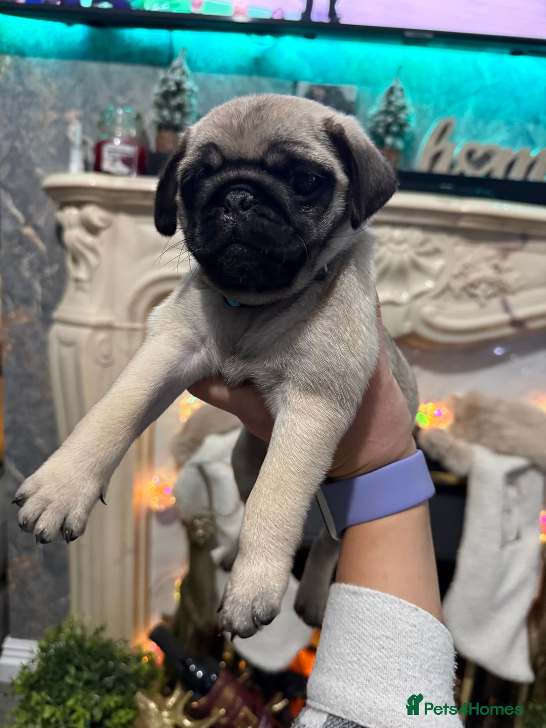 Pug dogs for sale: Two girls and one boy are available;)  - Advert 4