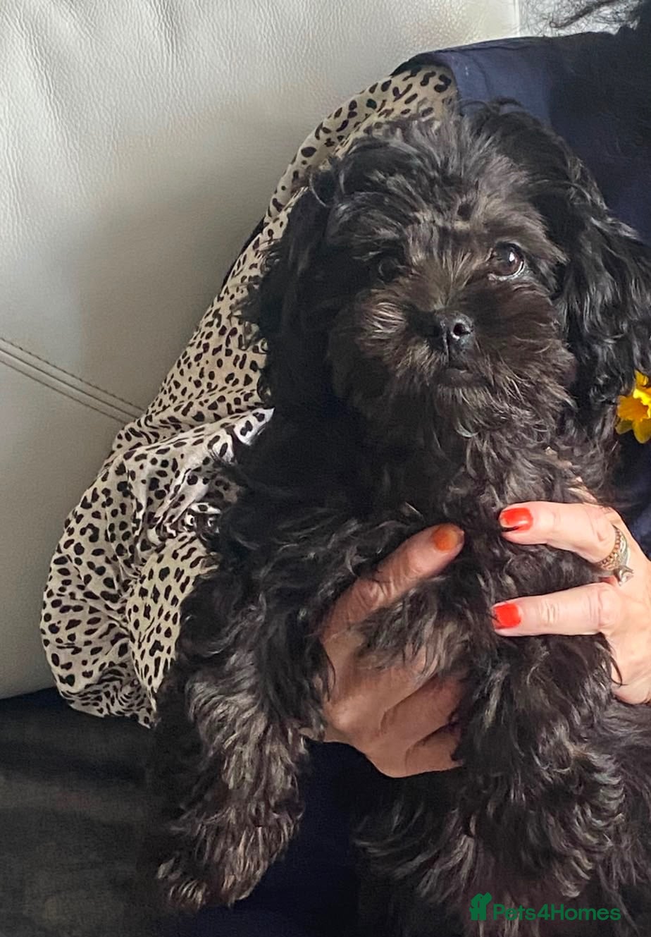 Shihpoo dogs Beautiful girl - Advert 2