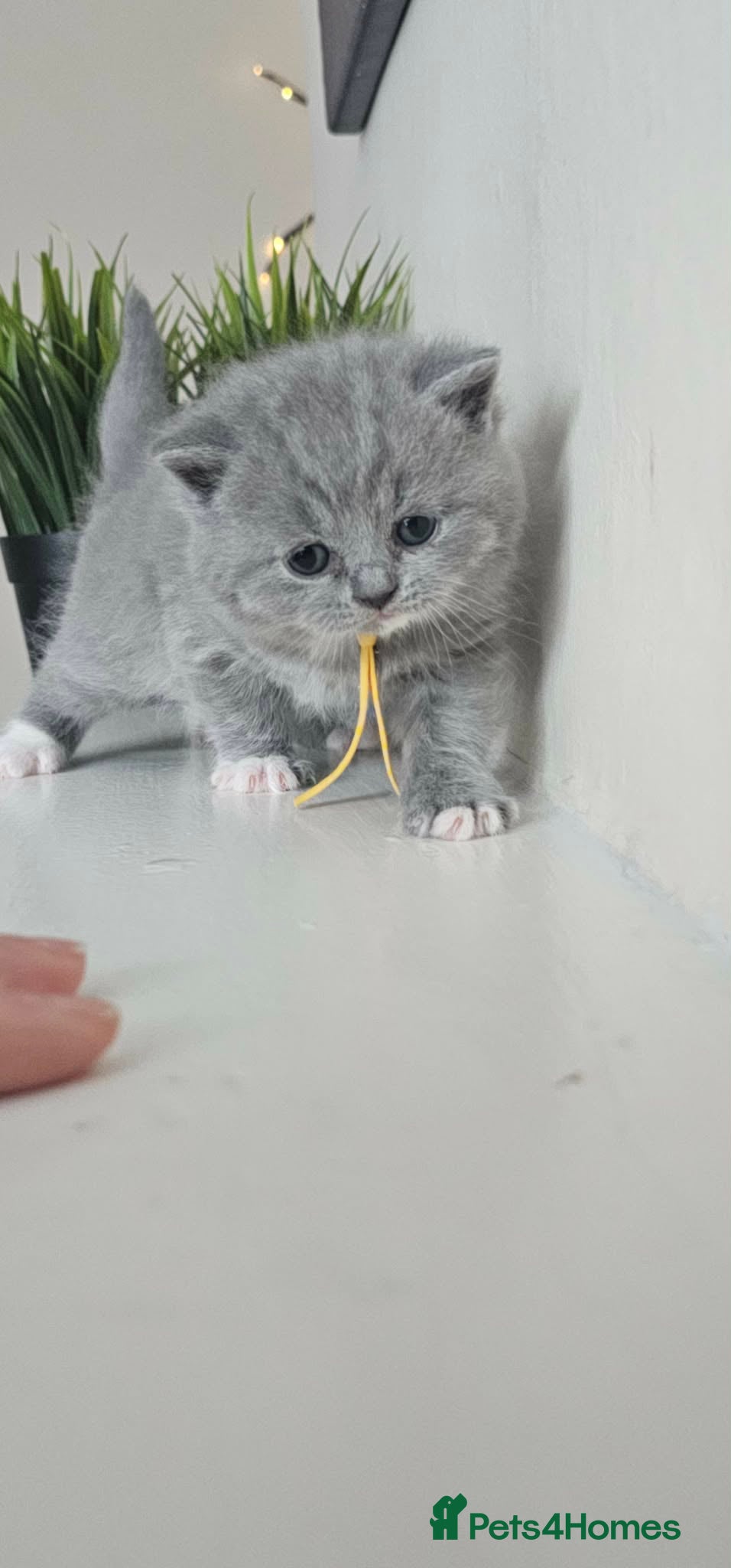 British Shorthair cats British Shorthair Kittens GCCF - Advert 1