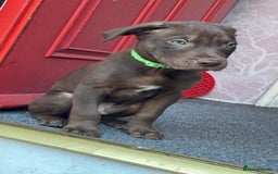 Mixed Breed dogs for sale: Labrador cross  - Image 1