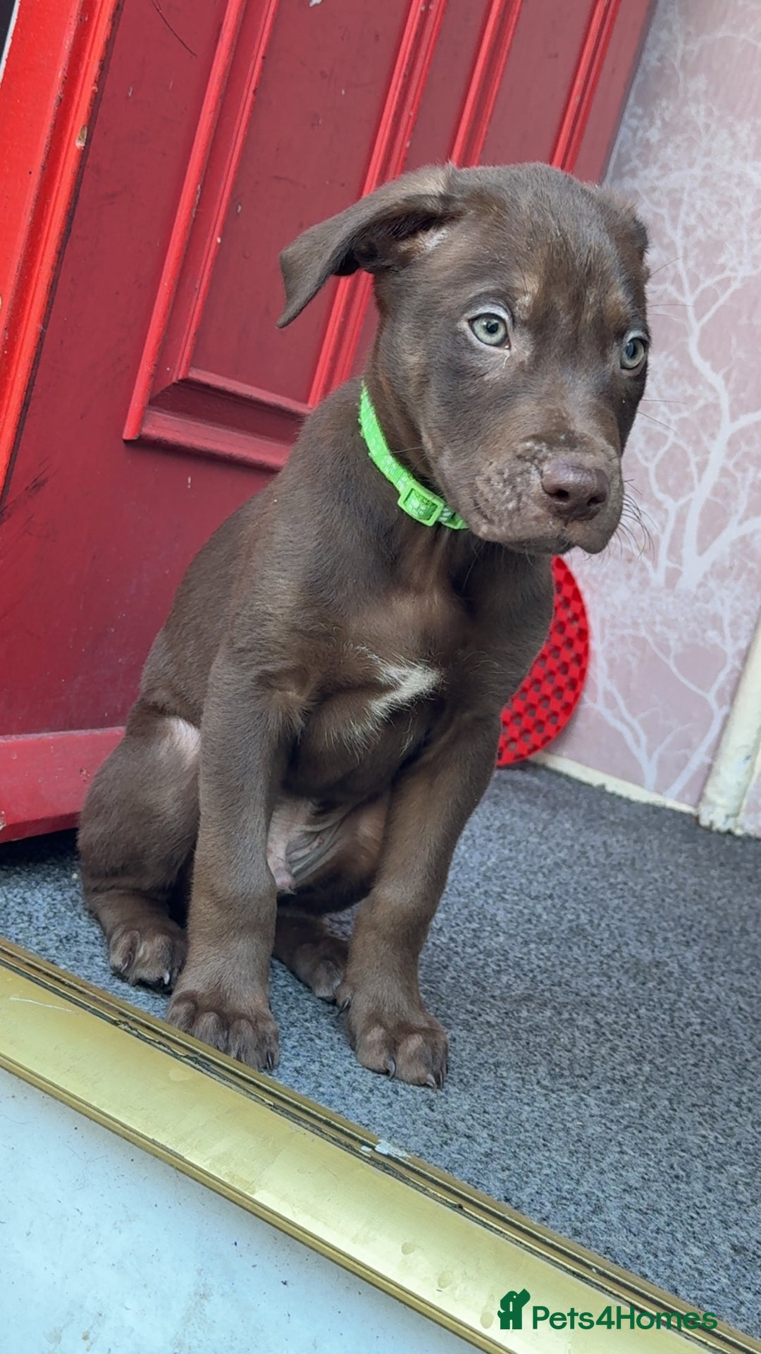 Mixed Breed dogs for sale: Labrador cross  - Image 1