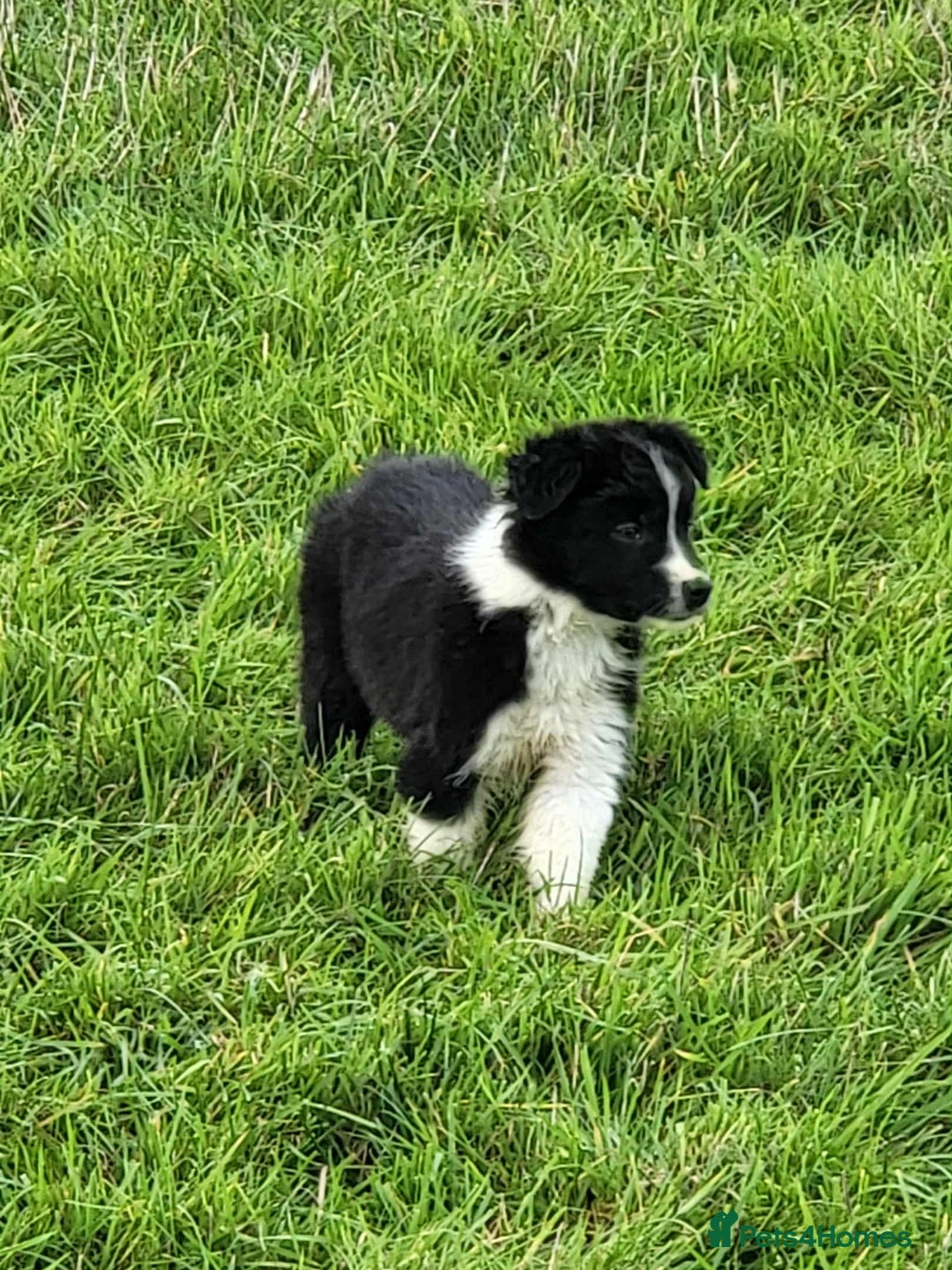 Mixed Breed dogs for sale: 7 Lovely Puppies 2Blue Merle and 5 border Collies. - Image 8