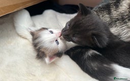 Mixed Breed cats for sale: Adorable mixed breed kittens for sale  - Image 29