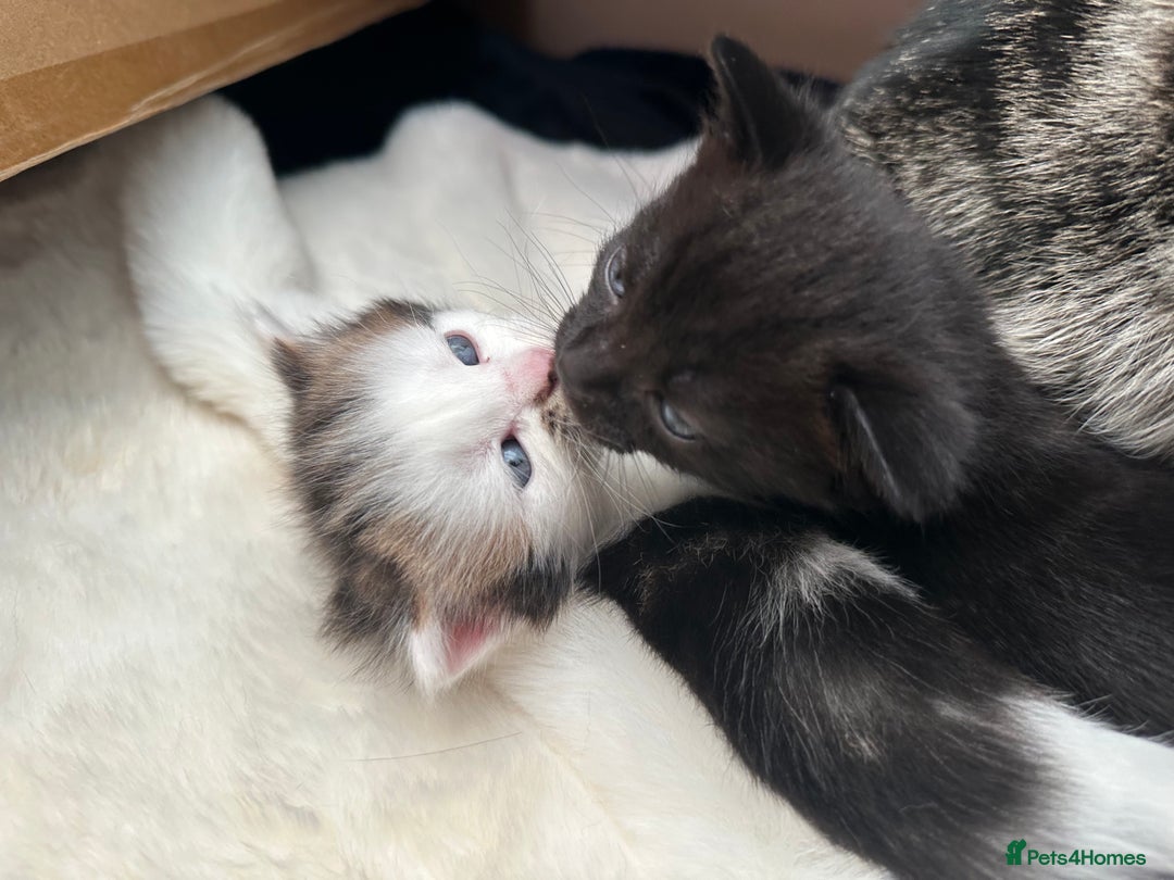Mixed Breed cats for sale: Adorable mixed breed kittens for sale  - Image 29
