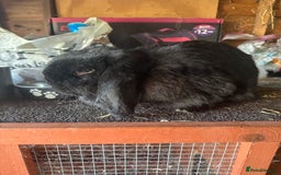 Mini Lop rabbits for sale: 2 female mini lops - Image 5