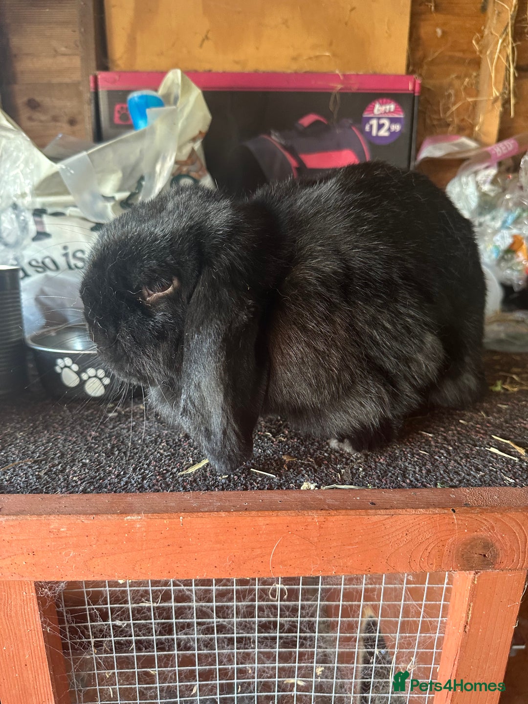 Mini Lop rabbits for sale: 2 female mini lops - Image 5