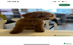 Cavapoo dogs for sale: Gorgeous Puppies ✨🐶 5 in litter Cavapo f1b dog   - Image 14