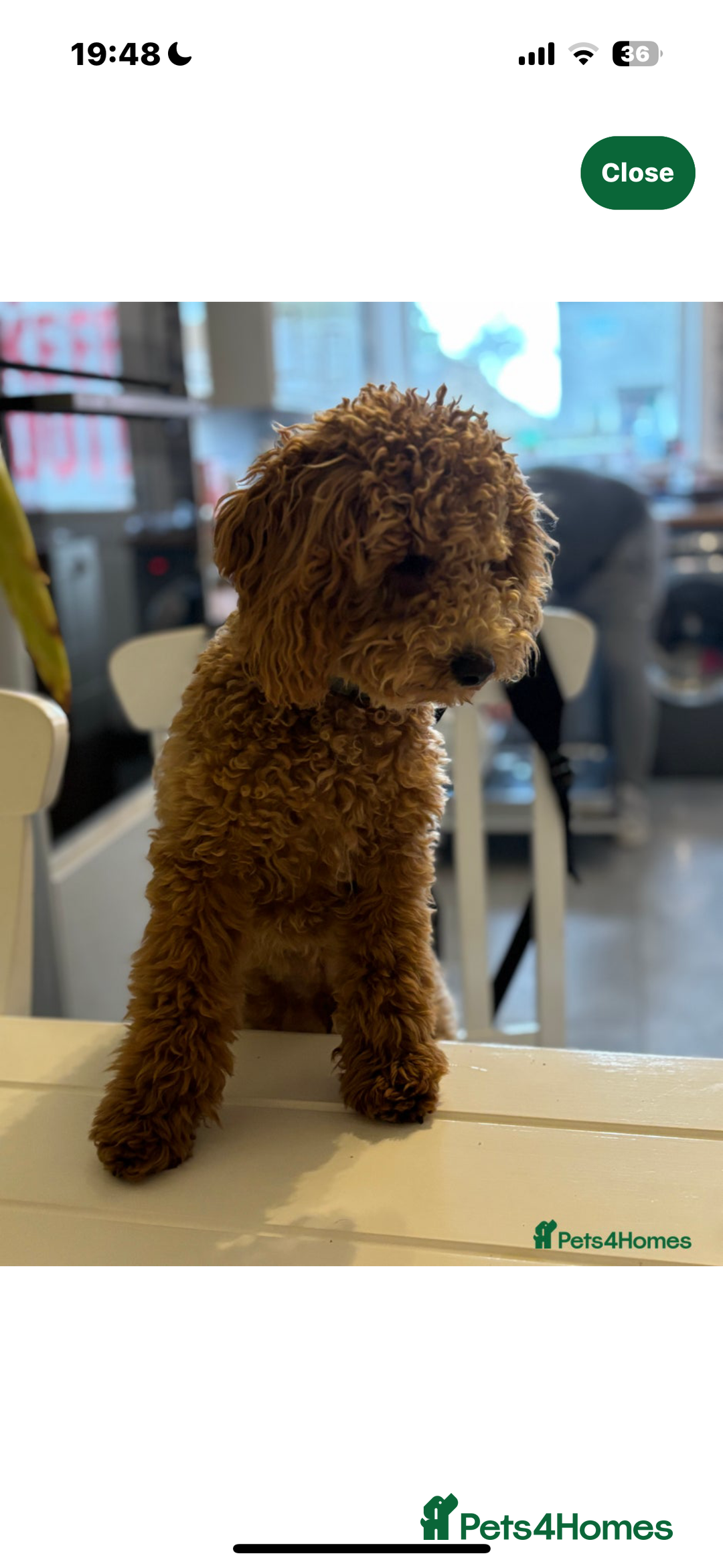 Cavapoo dogs for sale: Gorgeous Puppies ✨🐶 5 in litter Cavapo f1b dog   - Image 14