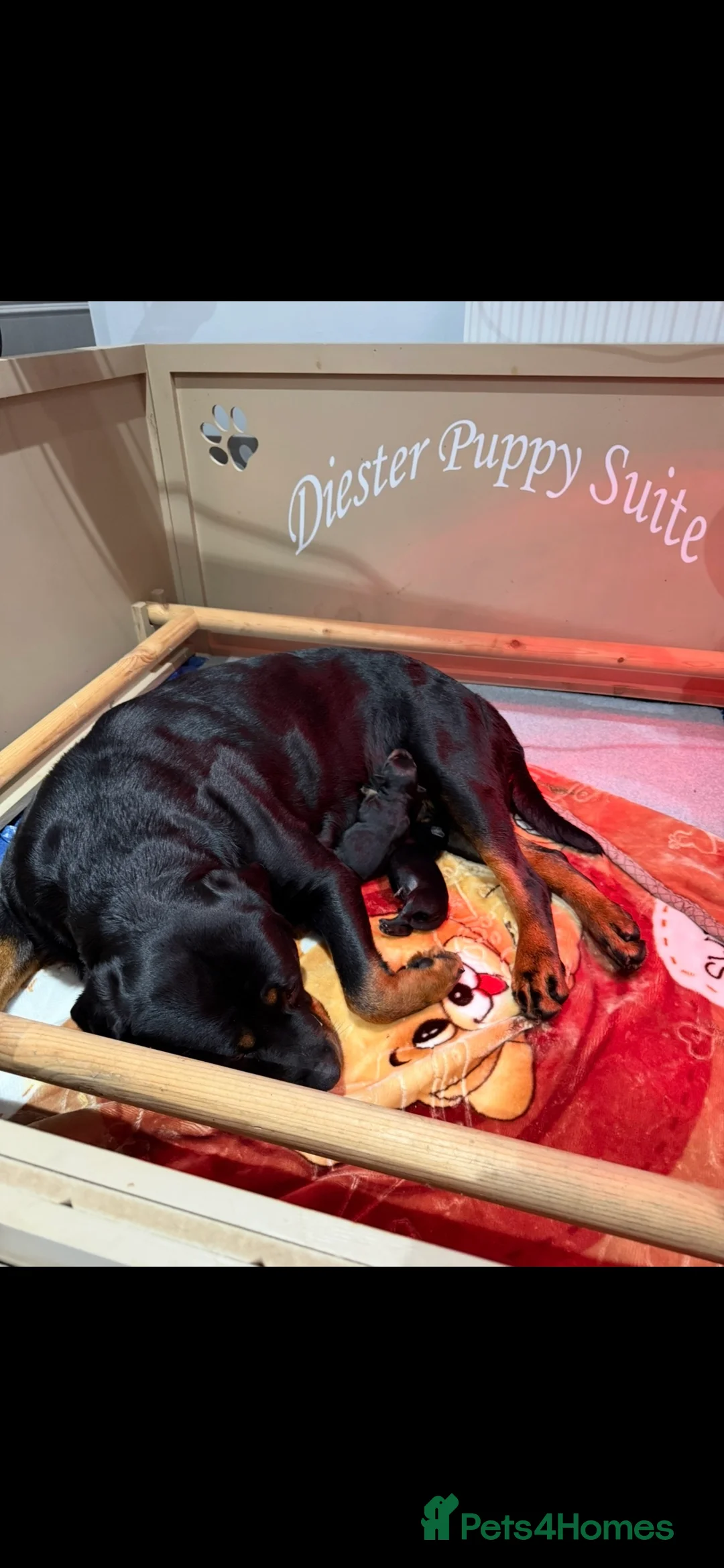 Rottweiler dogs for sale: Beautiful female Rottweiler puppy in Clacton-on-Sea - Advert 2